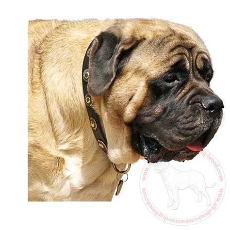 collars for english mastiffs